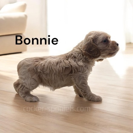 puppy, for, sale, Cocker Spaniel, Joe & Cherri  Overlease, dog, breeder, Miller, MO, dog-breeder, puppy-for-sale, forsale, nearby, find, puppyfind, locator, puppylocator, aca